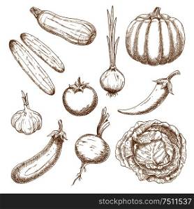 Healthy garden tomato, sprouted onion, chilli pepper, cabbage, eggplant, pumpkin, cucumbers, garlic, beet and zucchini vegetables. Vegetables sketch icons for old fashioned recipe book or menu design. Fresh vegetables isolated sketches set
