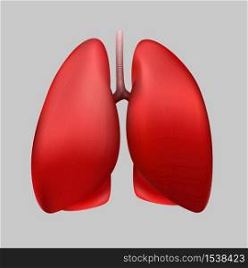 Healthy human lungs on a gray background. Anatomy, medicine concept. Human respiratory organ.. Healthy human lungs on a gray background.