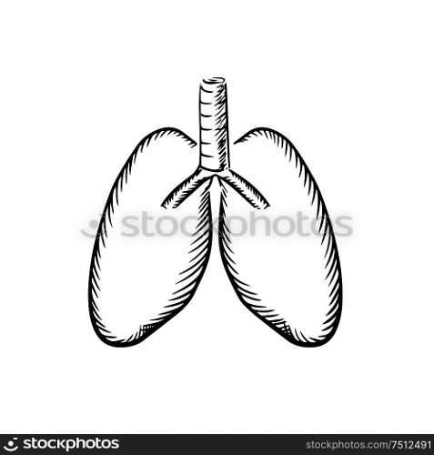 Healthy human lungs with trachea sketch icon, for medical or healthcare themes design. Sketch of human lungs with trachea