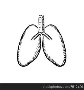 Healthy human lungs with trachea sketch icon, for medical or healthcare themes design. Sketch of human lungs with trachea
