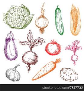 Healthy multicolored vegetables sketch icons with sweet corn and beet with leaves, ripe tomato, potato and eggplant, tangy onion, radish and garlic, juicy carrot, cucumber and cauliflower. Healthful fresh multicolored vegetables sketches