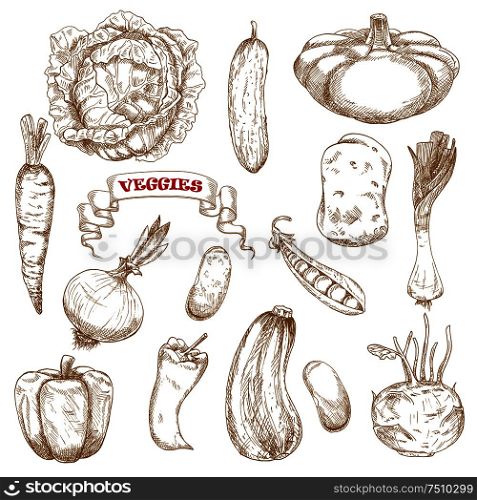 Healthy organic cabbage, carrot, pepper, potato, onion, cucumber, zucchini, pea, pattypan, squash leek kohlrabi and common bean vegetables. Sketched vegetables on white for agriculture or vegetarian food design. Healthy organic isolated vegetables sketches