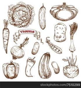 Healthy organic cabbage, carrot, pepper, potato, onion, cucumber, zucchini, pea, pattypan, squash leek kohlrabi and common bean vegetables. Sketched vegetables on white for agriculture or vegetarian food design. Healthy organic isolated vegetables sketches