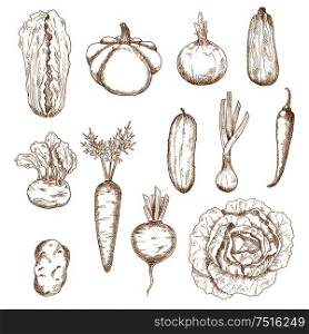 Healthy organic fresh cabbage and carrot, cucumber and onion, chilli pepper and potato, beet and onion, zucchini and chinese cabbage, kohlrabi and pattypan squash vegetables. Sketch engraving style. Healthy vegetables isolated sketches set