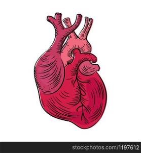 HEART ANATOMIC Structure Medicine Education Diagram Vector