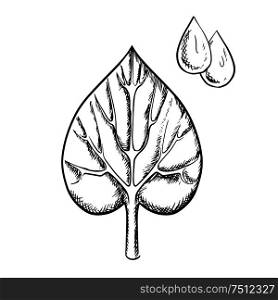 Heart shaped sappy leaf with pointed tip, deep notch at the base and detailed veins with water drops in upper corner isolated on white background, sketch style. Heart shaped sappy leaf and water drops