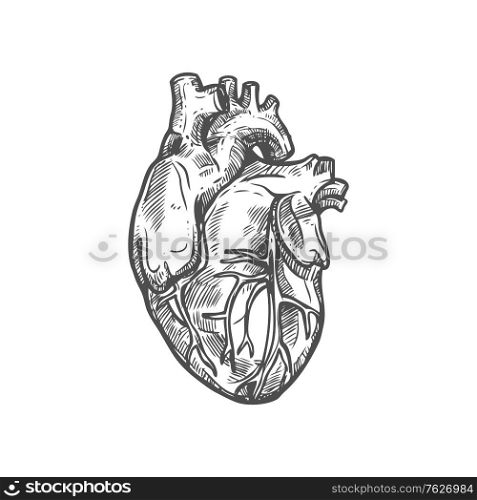 Heart sketch icon, cardiovascular system isolated vector. Blood circulation, human anatomy. Human heart sketch icon, cardiovascular system