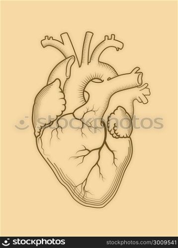 Heart. The internal human organ, Anatomical structure. Engraved print, outline detailed drawing.