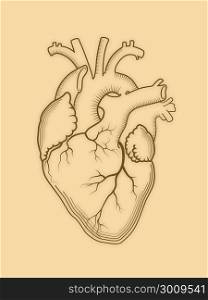 Heart. The internal human organ, Anatomical structure. Engraved print, outline detailed drawing.