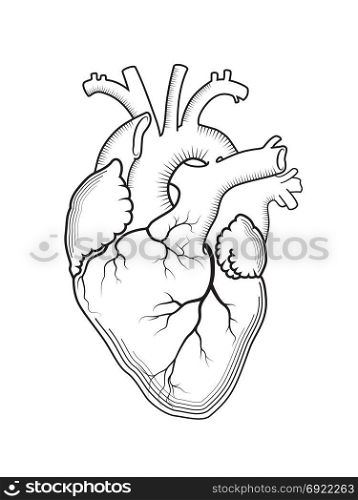 Heart. The internal human organ, Anatomical structure. Engraved print, outline drawing.
