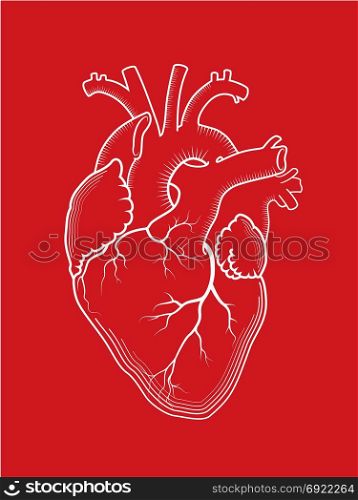 Heart. The internal human organ, Anatomical structure. Red detailed outline drawing, engraved print.