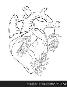 Heart with olive branch vector. Sketch, hand drawn heaart organ