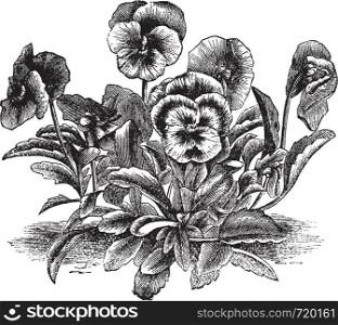 Heartsease or Viola tricolor or Johnny Jump Up or Wild Pansy, vintage engraving. Old engraved illustration of Heartsease.