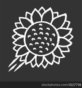 Helianthus chalk icon. Sunflower head. Field blooming flower. Agriculture symbol. Wild plant. Summer blossom. Isolated vector chalkboard illustration