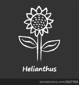 Helianthus chalk icon. Sunflower head with name inscription. Field blooming flower. Agriculture symbol. Wild plant inflorescence. Summer blossom. Isolated vector chalkboard illustration