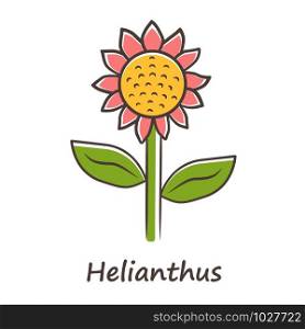 Helianthus color icon. Sunflower head with name inscription. Field blooming flower. Agriculture symbol. Wild plant inflorescence. Summer blossom. Isolated vector illustration