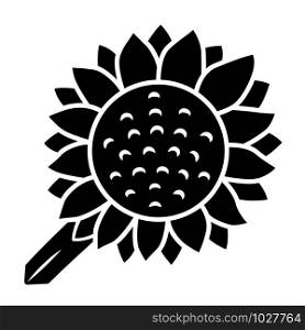 Helianthus glyph icon. Sunflower head. Field blooming flower. Agriculture symbol. Wild plant. Summer blossom. Silhouette symbol. Negative space. Vector isolated illustration