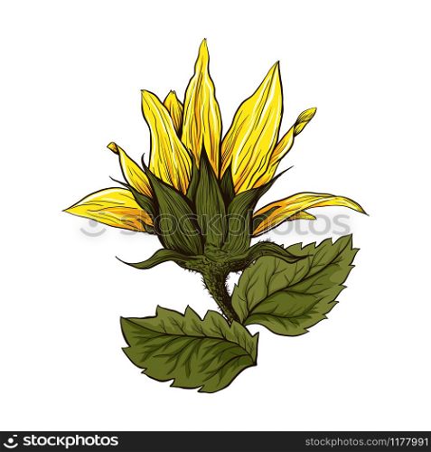 Helianthus hand drawn vector illustration. Beautiful flower, blooming sunflower. Agriculture, summer nature cartoon symbol. Sunflower blossom, wildflower with green leaves and yellow petals. Sunflower realistic hand drawn vector illustration