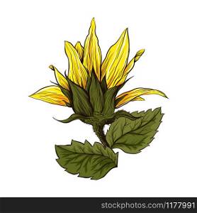 Helianthus hand drawn vector illustration. Beautiful flower, blooming sunflower. Agriculture, summer nature cartoon symbol. Sunflower blossom, wildflower with green leaves and yellow petals. Sunflower realistic hand drawn vector illustration