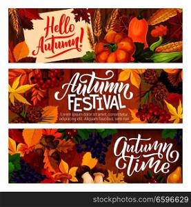 Hello Autumn festival banners of seasonal harvest for fall time holidays celebration. Vector pumpkin, corn and mushrooms cep or chanterelle, rowan berry and oak acorns in autumn maple leaves. Autumn festival vegetable, berry harvest banners