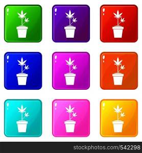 Hemp in pot icons of 9 color set isolated vector illustration. Hemp in pot set 9