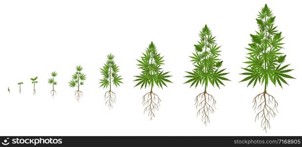 Hemp plant growth cycle. Cannabis cultivation, planting marijuana seeds and hemps plants stages of growth vector illustration. Ganja life development or vegetation steps - sprout, seedling, bloom.. Hemp plant growth cycle. Cannabis cultivation, planting marijuana seeds and hemps plants stages of growth vector illustration