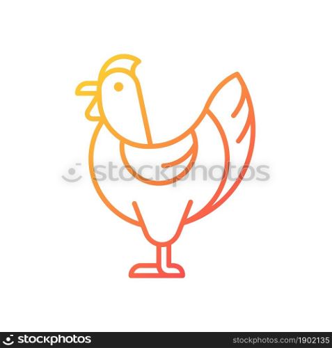 Hen gradient linear vector icon. Female chicken. Broiler and layer pullet. Nesting yardbird. Chicken for food and eggs. Thin line color symbol. Modern style pictogram. Vector isolated outline drawing. Hen gradient linear vector icon