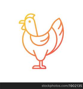 Hen gradient linear vector icon. Female chicken. Broiler and layer pullet. Nesting yardbird. Chicken for food and eggs. Thin line color symbol. Modern style pictogram. Vector isolated outline drawing. Hen gradient linear vector icon