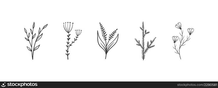 Herb and flower elements. Twigs with leaves and flowers. Hand drawn floral elements. Vector illustration