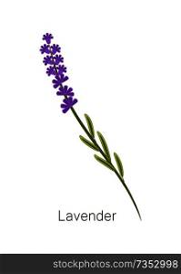 Herb and leaf, titled poster with lavender and headline, flourishing flower and green plant vector illustration isolated on white background. Lavender Herb and Title Object Vector Illustration