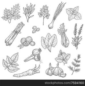 Herb and spice sketches, seasoning and condiments. Mint, rosemary and parsley leaves, garlic dill and cardamom, lavender and basil, onion, celery and nutmeg, sorrel, lemongrass and horseradish. Herb, spice and seasoning sketches