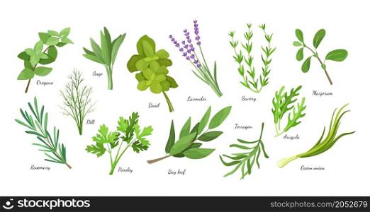 Herb condiment. Culinary seasoning herbal collection. Green dill and basil. Organic bay leaf and parsley. Aroma oregano sage or savory. Vector cartoon spicy botanical cooking ingredients isolated set. Herb condiment. Culinary seasoning herbal collection. Green dill and basil. Organic bay leaf and parsley. Oregano sage or savory. Vector cartoon spicy botanical cooking ingredients set