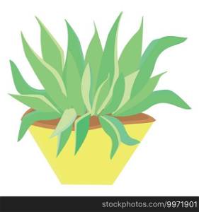 Herb in pot, illustration, vector on white background