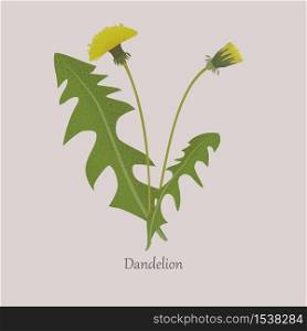 Herbaceous plant dandelion on a gray background. Medicinal, healing plant with a green stem and leaves.. Herbaceous plant dandelion on a gray background.