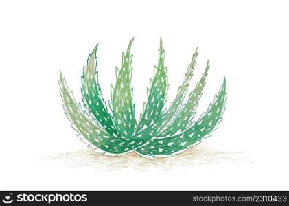 Herbal and Plant, Hand Drawn Illustration of Aloe Crosbys Prolific. A Succulent Plants with Sharp Thorns for Garden Decoration. 