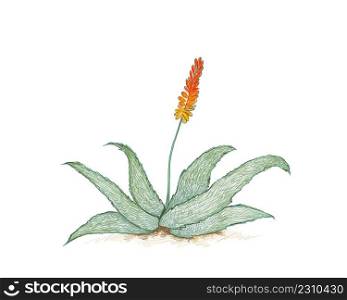 Herbal and Plant, Hand Drawn Illustration of Aloe Ferox or Bitter Aloe with Red Flowers. A Succulent Plants with Sharp Thorns for Garden Decoration. 
