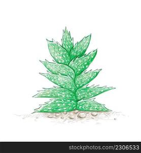 Herbal and Plant, Hand Drawn Illustration of Aloe Juvenna or Tiger Tooth Aloe Cactus for Garden Decoration.