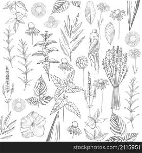 Herbal plants. Plants for natural cosmetics. Organic cosmetics background. Vector background. Herbal plants. Plants for natural cosmetics.
