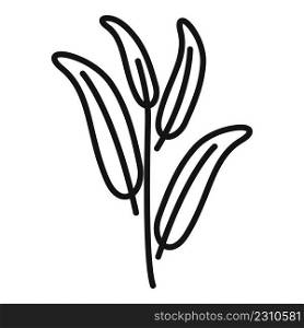 Herbal sage icon outline vector. Herb plant. Leaf aromatic. Herbal sage icon outline vector. Herb plant