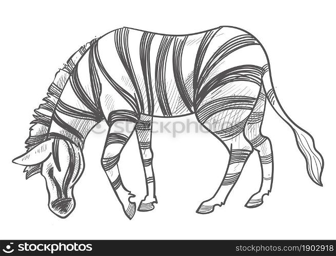Herbivore animal with stripes on fur, isolated zebra staying outdoors. Grassland for animal in preservation or park, zoo or african safari with food. Monochrome sketch outline. Vector in flat style. Zebra eating grass, herbivore animal monochrome