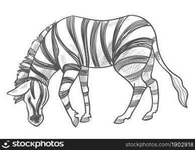 Herbivore animal with stripes on fur, isolated zebra staying outdoors. Grassland for animal in preservation or park, zoo or african safari with food. Monochrome sketch outline. Vector in flat style. Zebra eating grass, herbivore animal monochrome