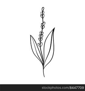 herbs and forest plants line art of lily of the valley. Botanical decor for invitations and cards