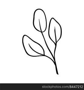 Herbs and plants. Drawing of a twig with 3 leaves. Botanical pattern for cards and invitations