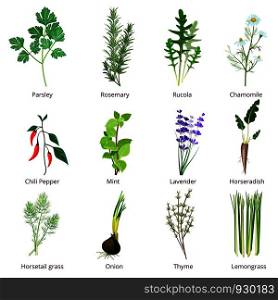 Herbs and spices. Camomiles thyne lemongrass wild flowers cartoon vector isolated. Organic spice and botanical herb illustration. Herbs and spices. Camomiles thyne lemongrass wild flowers cartoon vector isolated