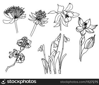 Herbs and wild floweres. Set of botany flowers