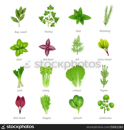 Herbs Icons Set. Icons set of different special herbs wich using in cooking with titles realistic isolated vector illustration