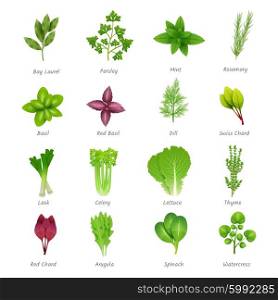 Herbs Icons Set. Icons set of different special herbs wich using in cooking with titles realistic isolated vector illustration