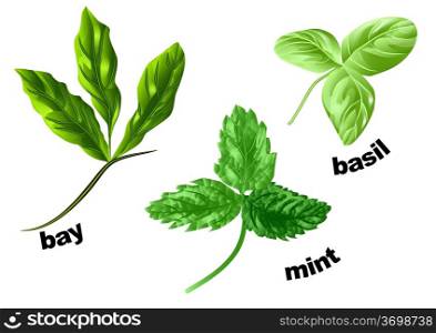 herbs mint, basil and bay isolated on a white