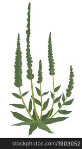 Herbs plant, isolated grass with small leaves and long flourishing spikes. Grassland or meadow, rural field or countryside. Summer or spring decoration, wildflower blooming. Vector in flat style. Grass plant with leaves and foliage, small herbs