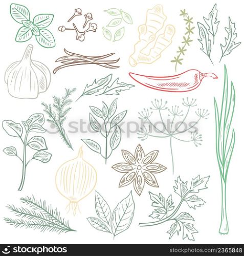 Herbs spices and herbs vector set. Collection vegetable seasonings sketch. Kit greenery for cooking and dishes colored hand engraving. Herbs spices and herbs vector set